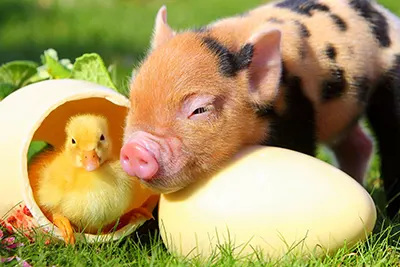 Некоторые важные закономерности физиологии питания поросят и цыплят