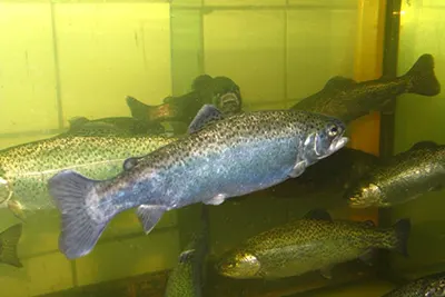 Эффективность новой кормовой добавки “Актипро 95” BHS (сухого порошка гемоглобина) в комбикормах для рыб